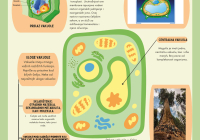 Органеле-реклама-1