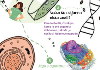 Органеле-реклама-2