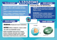 Органеле-реклама-9