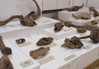 sg-muzej-srema-1-1024x473 sg-muzej-srema-1-1024x473