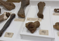 sg-muzej-srema-15-1024x473 sg-muzej-srema-15-1024x473