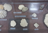 sg-muzej-srema-2-1024x473 sg-muzej-srema-2-1024x473